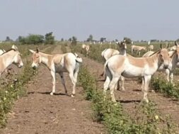 Ghudasar
