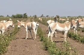 Ghudasar