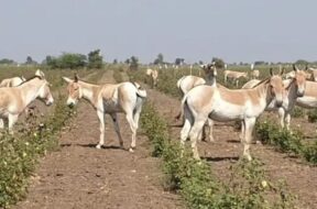 Ghudasar