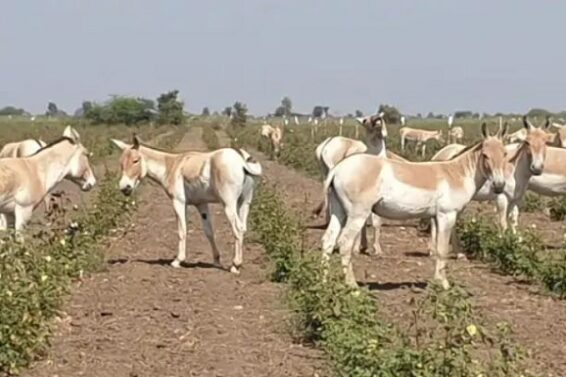 Ghudasar
