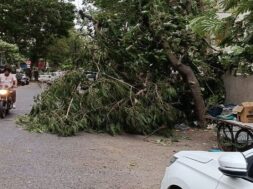 Illegal cutting of trees