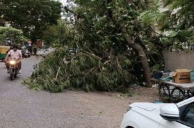 Illegal cutting of trees