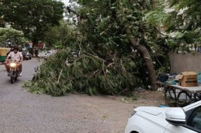 Illegal cutting of trees