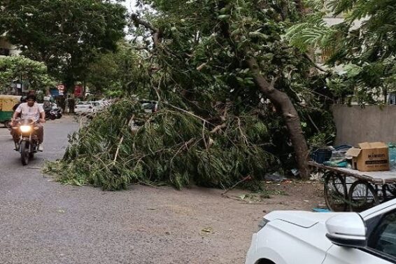 Illegal cutting of trees