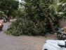 Illegal cutting of trees