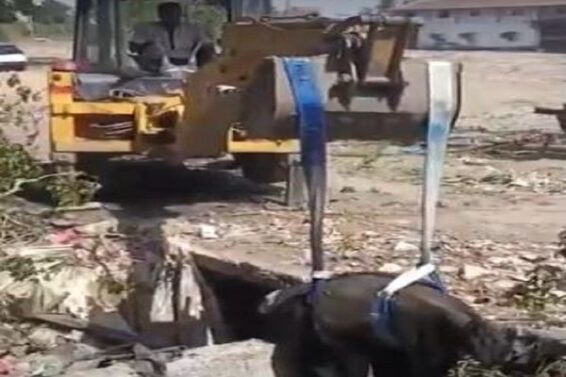 Karajan, a bull fell into an poen sewer