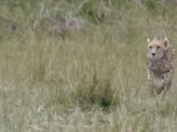 Leopard, Kutch
