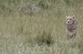 Leopard, Kutch