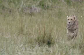 Leopard, Kutch