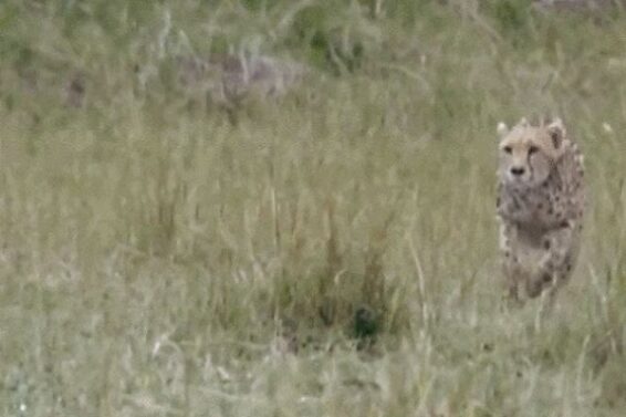 Leopard, Kutch