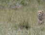 Leopard, Kutch