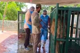 Lion , Vaccine
