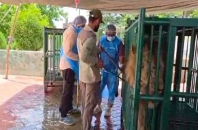 Lion , Vaccine