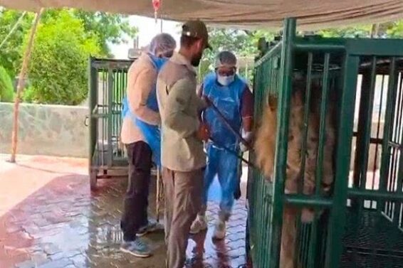 Lion , Vaccine