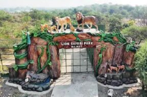 Lion safari park, Rajkot