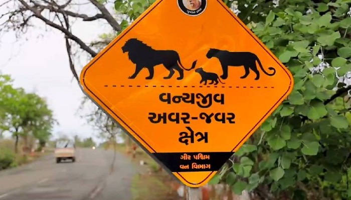 ગીર વિસ્તારમાં હાઈવે પર સિંહના અકસ્માતે મોત રોકવા AI ટેકનોલોજીનો ઉપયોગ કરાશે