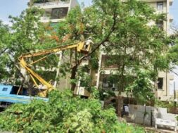 TREE TRIMING
