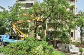 TREE TRIMING