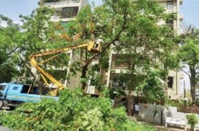 TREE TRIMING