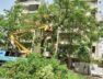TREE TRIMING