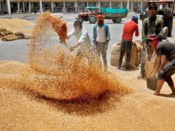 Wheat
