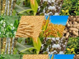 i-Kheedut 2.0 portal launched for certified seed assistance for oilseed crops for Kharif season