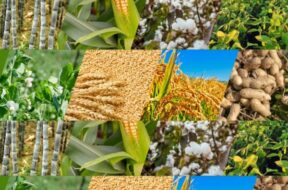 i-Kheedut 2.0 portal launched for certified seed assistance for oilseed crops for Kharif season