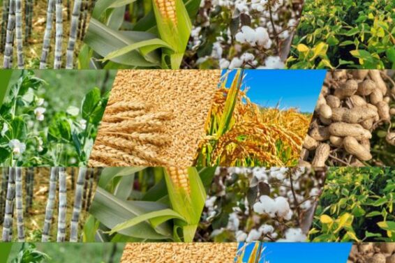 i-Kheedut 2.0 portal launched for certified seed assistance for oilseed crops for Kharif season