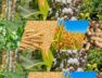i-Kheedut 2.0 portal launched for certified seed assistance for oilseed crops for Kharif season