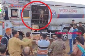 Cow theft exposed in tanker marked Hindustan Petroleum
