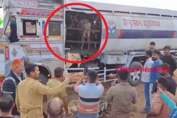 Cow theft exposed in tanker marked Hindustan Petroleum
