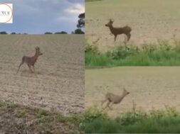 Police warn drivers to beware of “drunk” deer, watch video