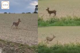 Police warn drivers to beware of “drunk” deer, watch video