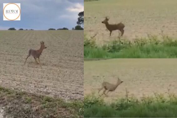 Police warn drivers to beware of “drunk” deer, watch video