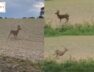 Police warn drivers to beware of “drunk” deer, watch video