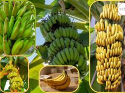 Why is the shape of a banana crescent? Which science is this?