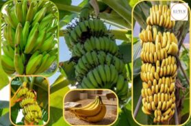 Why is the shape of a banana crescent? Which science is this?