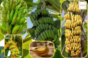 Why is the shape of a banana crescent? Which science is this?
