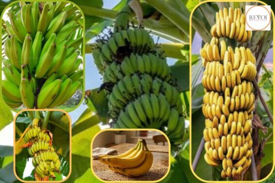 Why is the shape of a banana crescent? Which science is this?