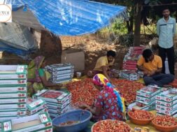Natural farming makes Dang farmers rich