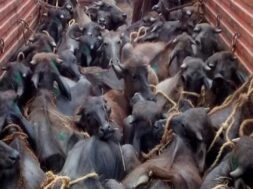 illegal cattle smuggling