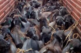 illegal cattle smuggling