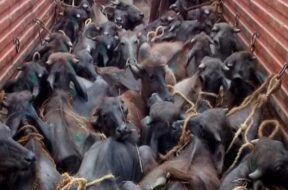 illegal cattle smuggling