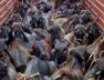illegal cattle smuggling