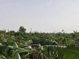 Banana crop destroyed due to storm