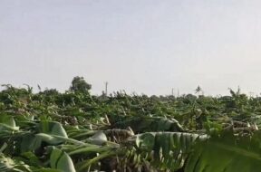 Banana crop destroyed due to storm