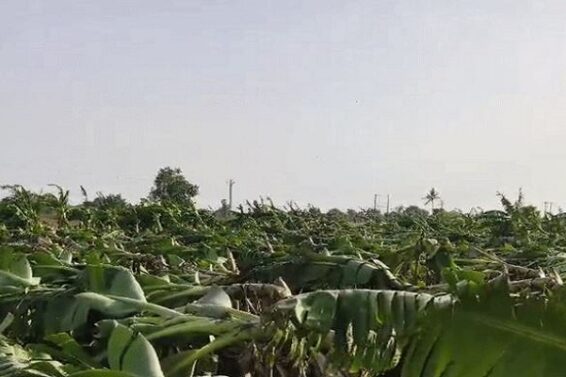 Banana crop destroyed due to storm