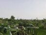 Banana crop destroyed due to storm