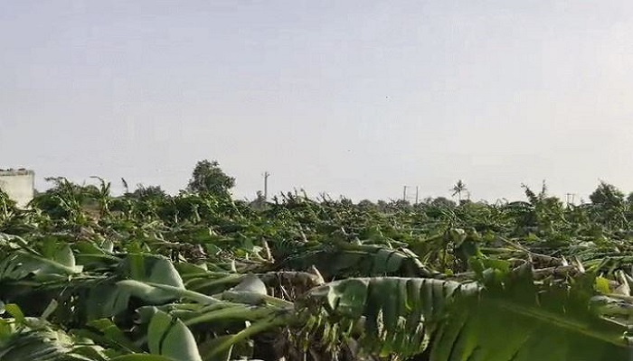 બોડેલી તાલુકામાં મીની વાવાઝોડાને કારણે કેળનો પાક થયો જમીનદોસ્ત