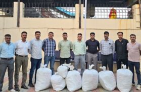 Baroda, marijuana seized